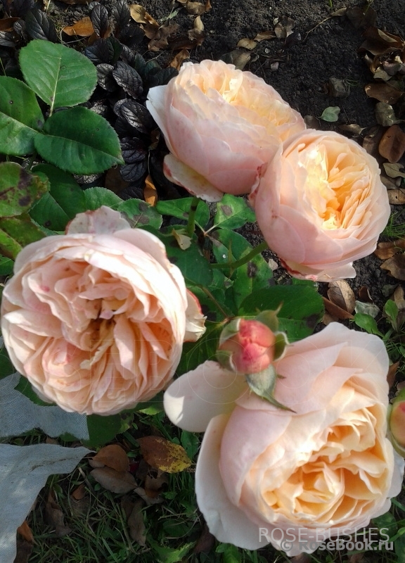 �������. Juliet. (����.)